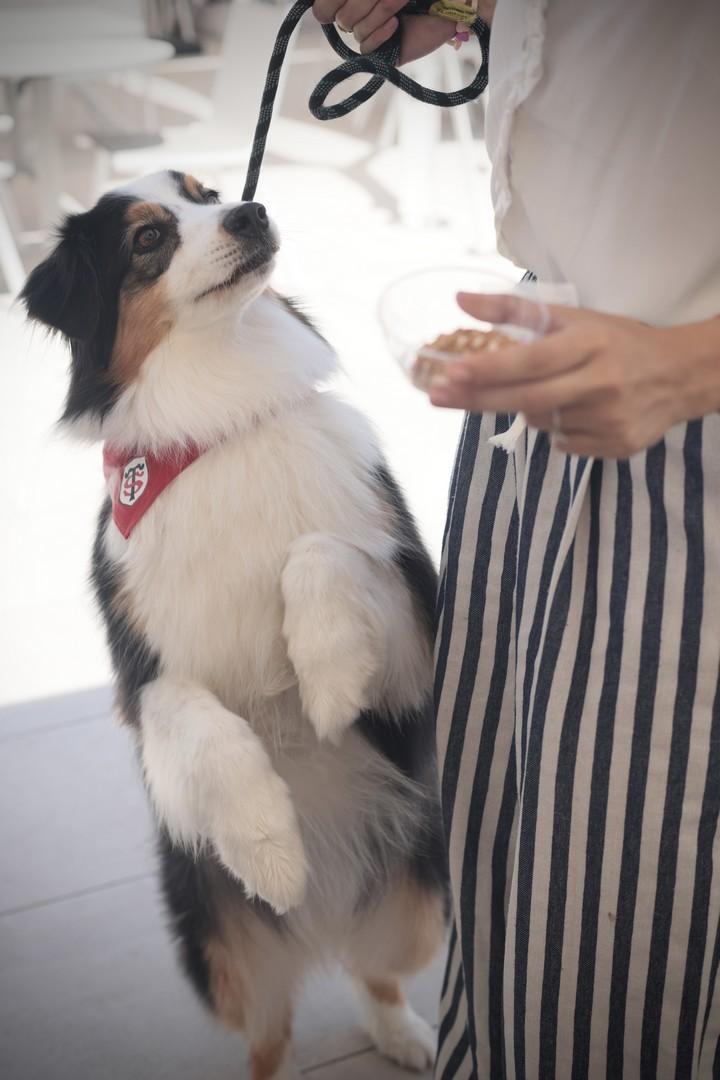 Become a Pet Cheri  partner