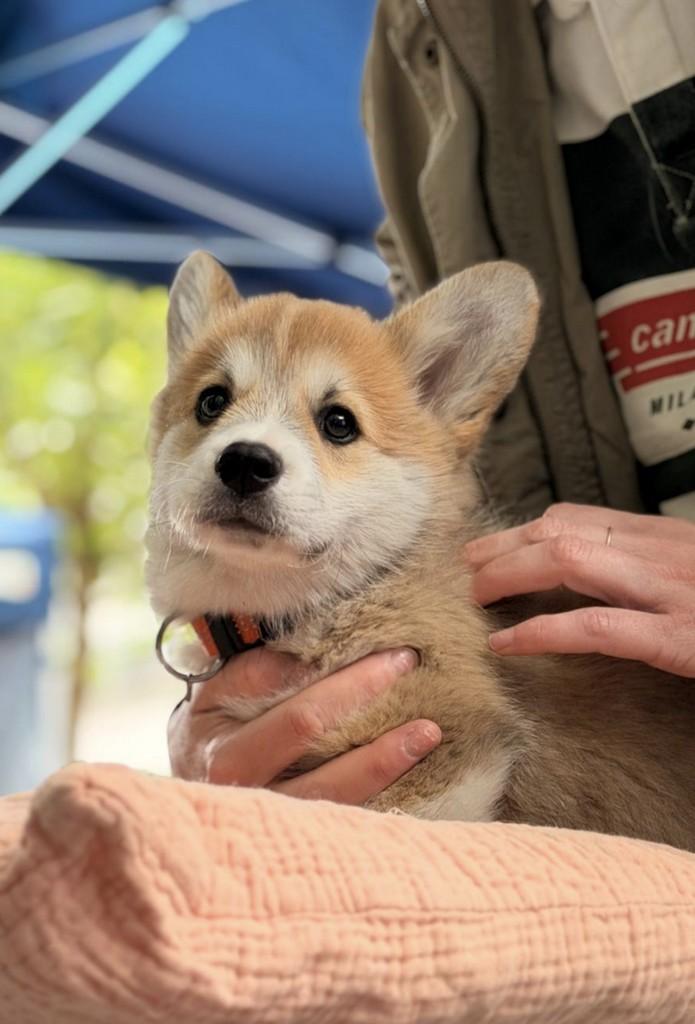 Because a fulfilled animal