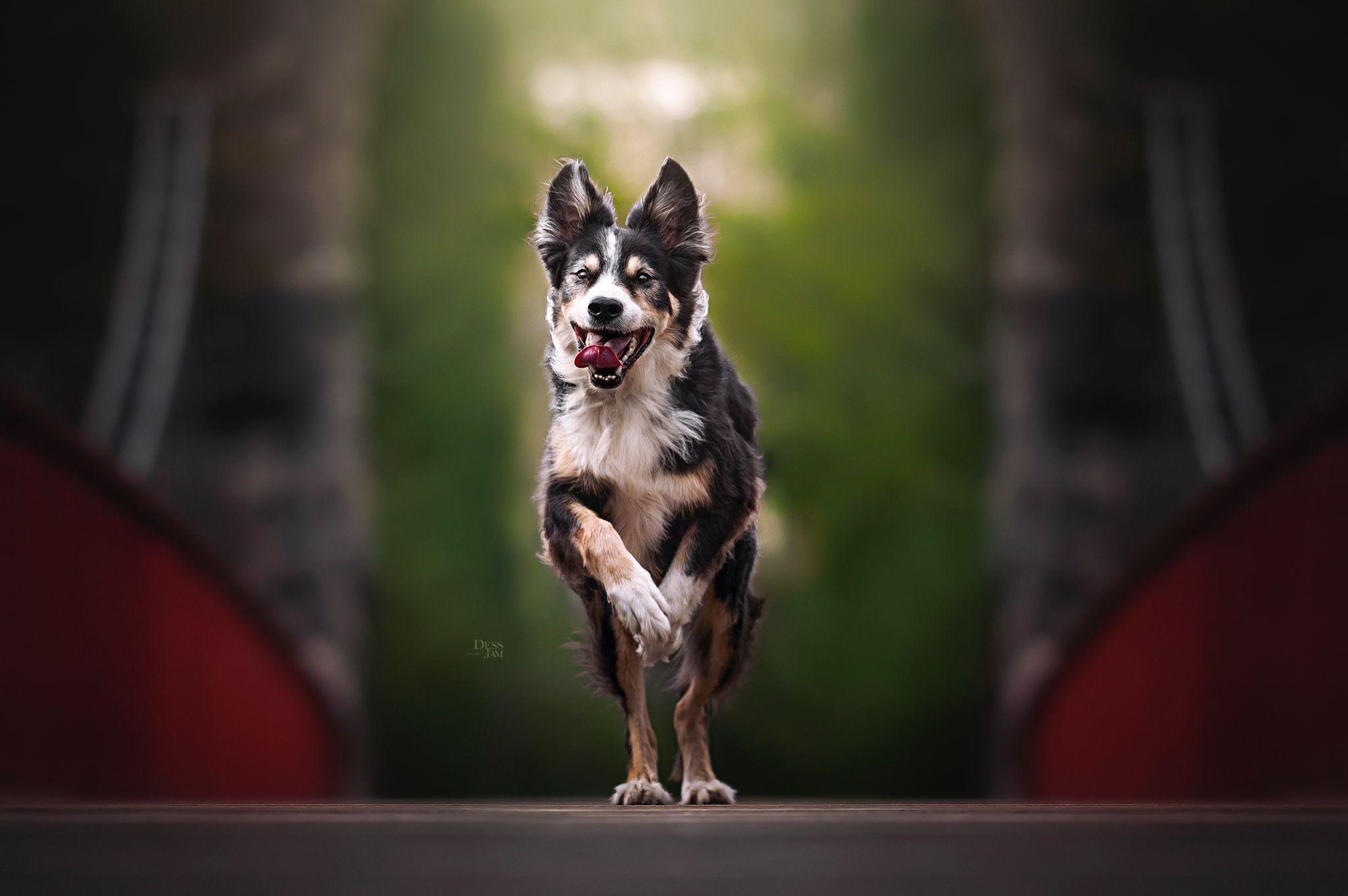 Un chien en promenade avec son chouchouteur Pet Cheri