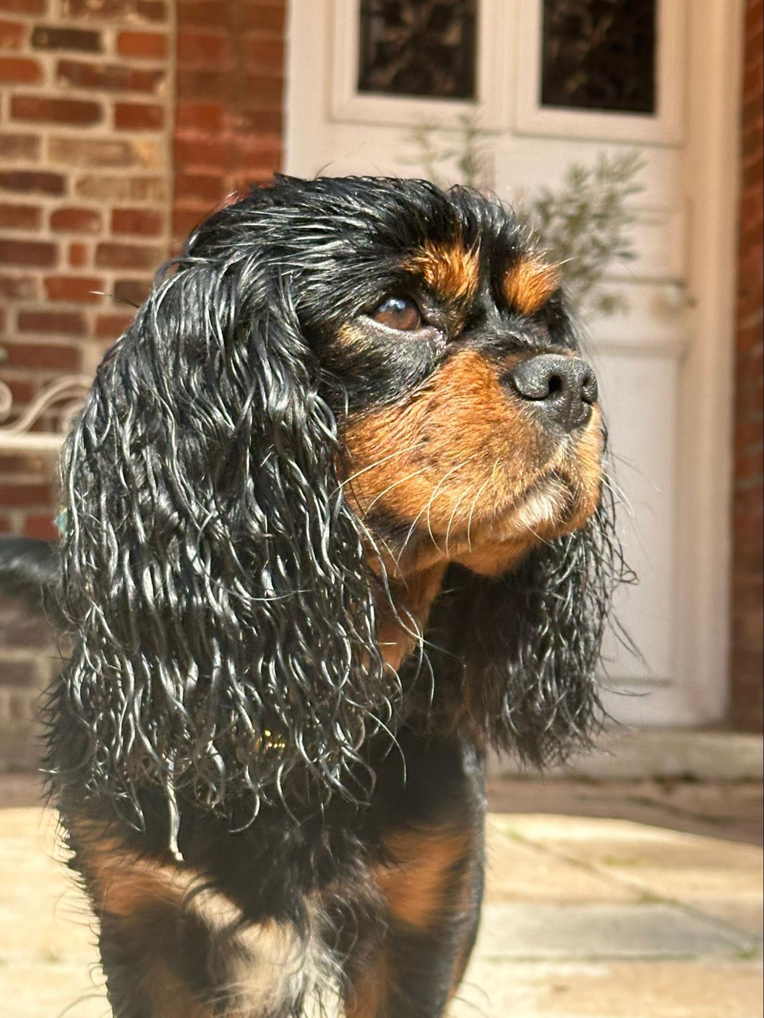 Petsitter with a dog