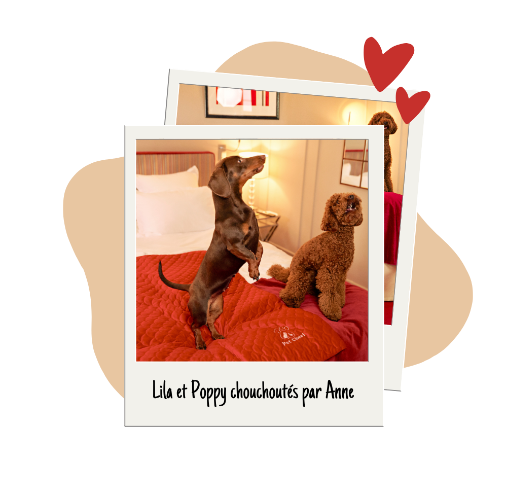Petsitter with dog at home