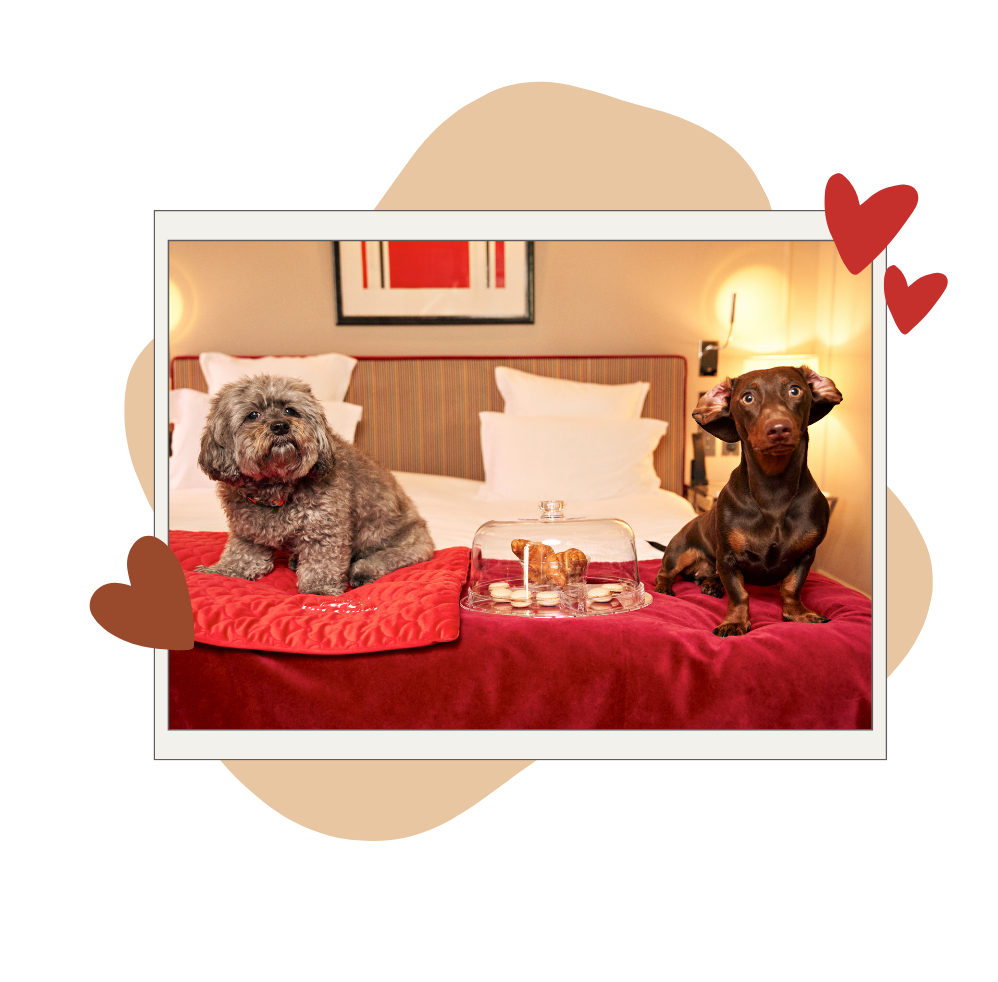 Dog at the petsitter's