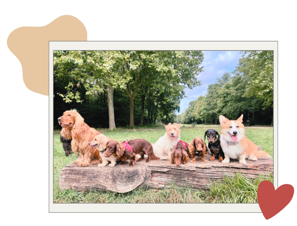 Family boarding for dogs