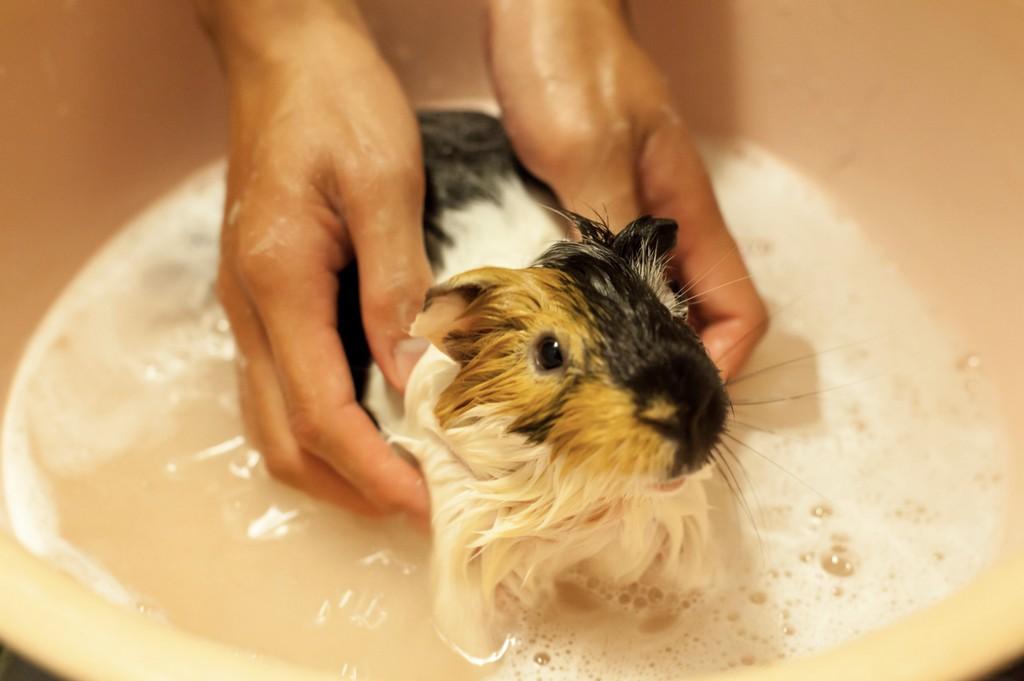 Toilettage de NAC