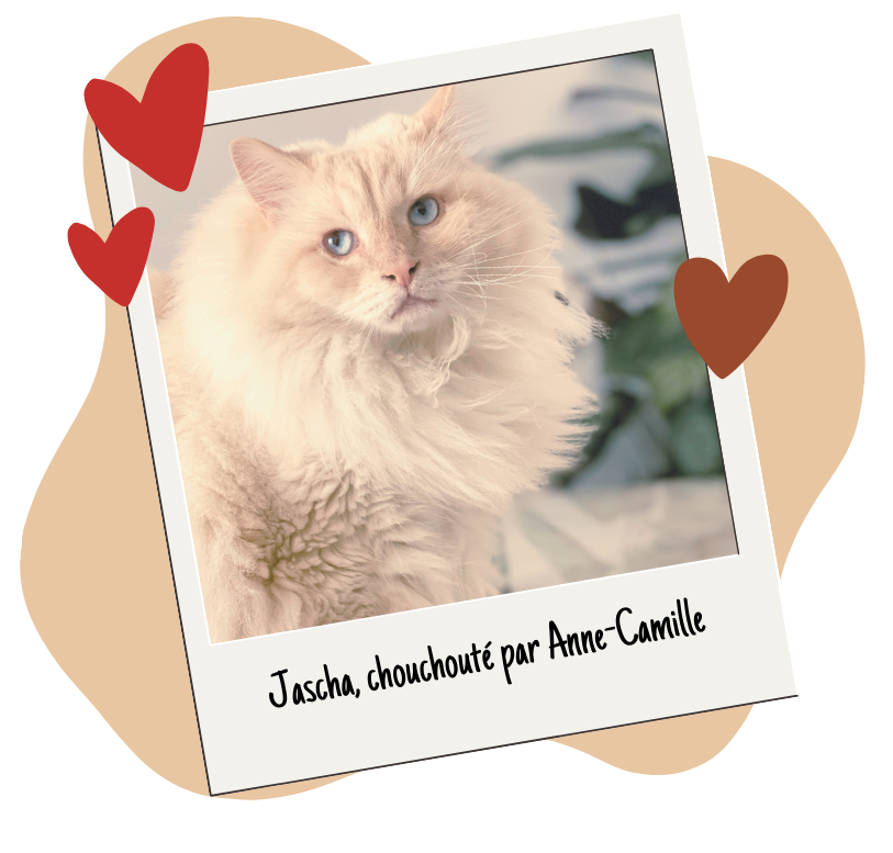 Pet Cheri cat services