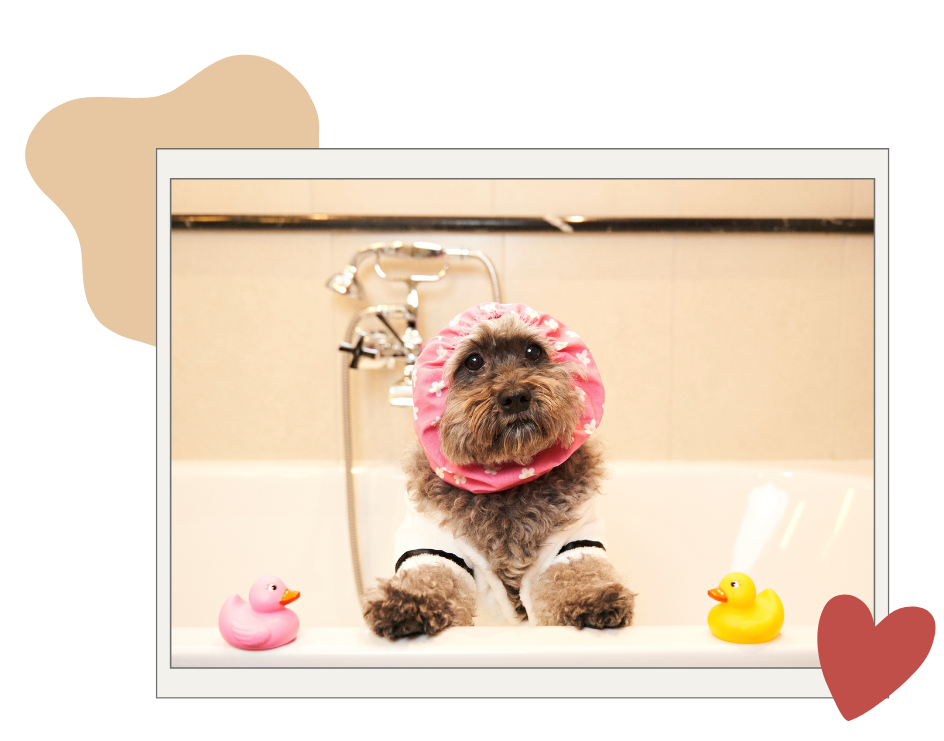 Toilettage de chien
