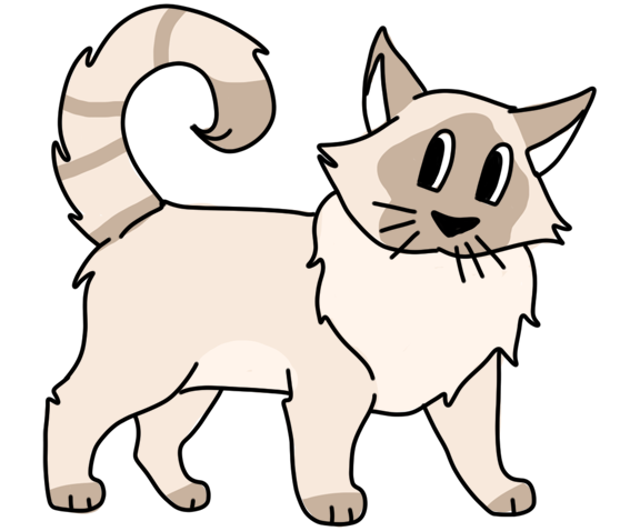 Services pour chats