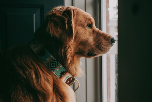 On a testé le massage canin (et c'était PAWSOME)