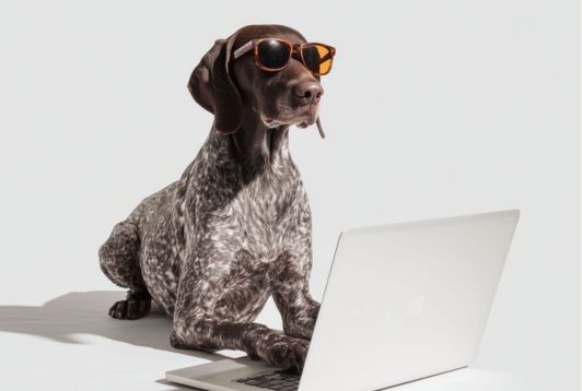 Pourquoi intégrer un service de conciergerie animaux dans vos avantages salariés ?