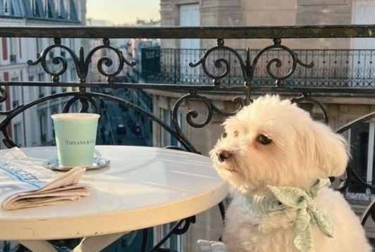 Garde d'animaux à Paris : comment choisir le bon prestataire ?