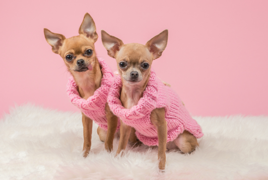 Stop aux idées reçues sur les petits chiens !