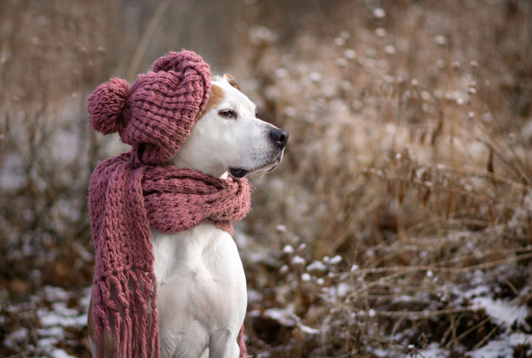 Vols de chiens : un marché noir en plein essor